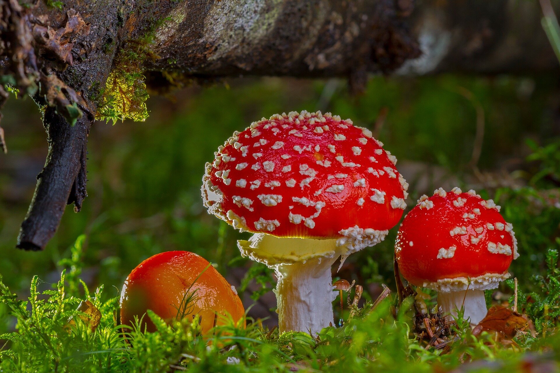 Mushrooms as Nature's Medicine Cabinet in Treating Diseases